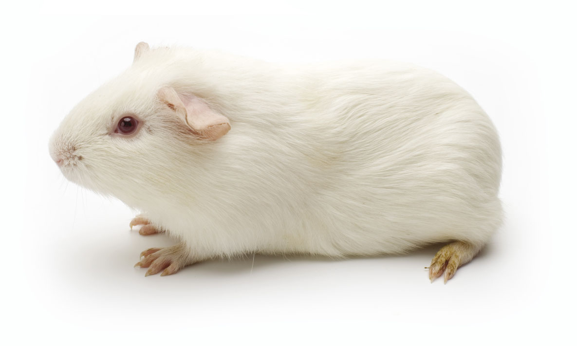 history-page-guinea-pig-albino